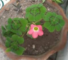 Image result for Oxalis tetraphylla