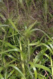 Image result for Panicum graciliflorum