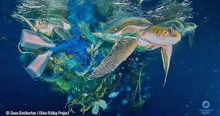 Fighting ghost nets: turtle rescue with Olive Ridley Project – part 2 | Vet  Times