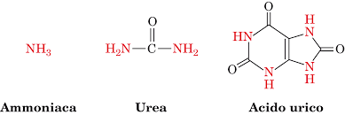 Catabolismo degli amminoacidi e ciclo dell'urea
