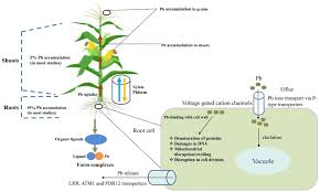 (a member of zico law) are ranked in the fintech guide. Frontiers Lead Toxicity In Cereals Mechanistic Insight Into Toxicity Mode Of Action And Management Plant Science