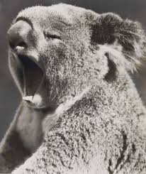 Yawning Koala Bear By Fox Photo S Koala Bear Yawning Animals Baby Animal Nursery