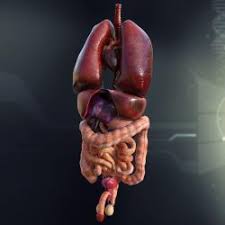 We did not find results for: Human Organs 3d Model Stlfinder