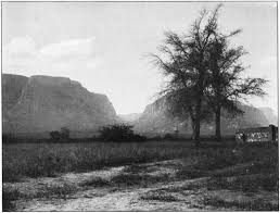 Image result for Dichilus bainesii