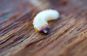 How To Get Rid Of Wood Boring Beetles Step By Step Guide Beetle Borer Beetle Wood