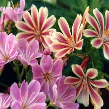 Lewisia Flower Seeds Lewisia Sunset Strain Flower Seeds Perennial Flowering Plants Secret Garden Book
