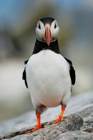 Black And White Bird With Big Orange Beak Puffin Puffins Bird Animals Beautiful Animals Images