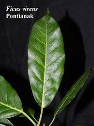 Image result for Ficus virens