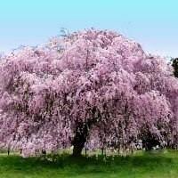 A fast growing hedge will increase privacy, while also adding texture and interest to your landscaping. 10 Dwarf Flowering Trees Ideas Flowering Trees Plants Dwarf Flowering Trees