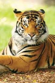 Resultado de imagen para tiger facts