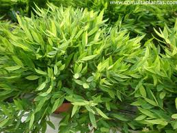 Image result for Pogonatherum paniceum