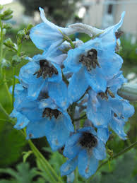 Maybe you would like to learn more about one of these? Free Photo Light Blue Flower Bloom Blossom Blue Free Download Jooinn