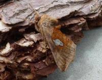 Image result for Autographa bractea