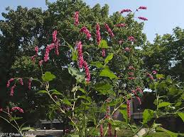 Image result for Berlinia orientalis