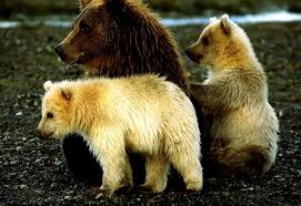 White bear cub toy with red rose petals hd love. 60 Bear Wallpapers Hd Download Free Backgrounds