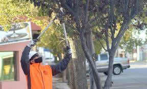 We did not find results for: Tree Pruning Types Tools When To Do It And Much More Gardening On