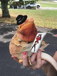Adding A Piece Of Neckbeard Attire To This Lizard Every Day Day 2 Waifu Body Pillow Absoluteunits Find and save neckbeard body pillow memes | from instagram, facebook, tumblr, twitter & more. neckbeard attire to this lizard every
