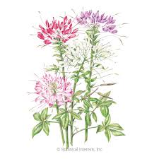 Pin On Flower Portraits Blooms Watercolor Paintings