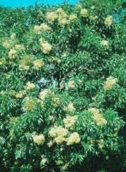 Image result for Nuxia floribunda