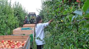 Cox orange und borsdorfer werden zu den wintersorten gezählt und werden entsprechend in der kalten jahreszeit geerntet. Ernte Lauft Gut An Apfel Sind Suss Und Aromatisch Baden Online Nachrichten Der Ortenau Offenburger Tageblatt