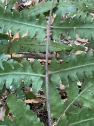 Image result for Blotiella natalensis