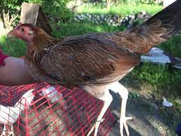 I have owned many, many roundhead fowl over the past long yrs. This Pair Is From Mayor Nene Aguilar Bissayot Backyard Facebook