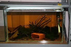 Pin On Fish Tank Ideas