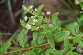Image result for Lippia javanica