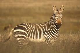 Image result for Tragus koelerioides