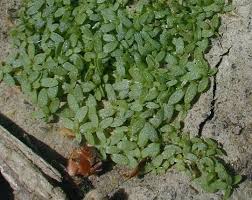 Image result for Callitriche