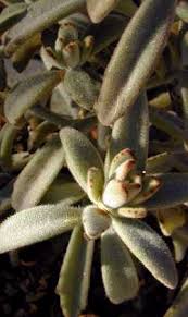 Image result for Kalanchoe lateritia
