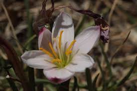 Image result for Zephyranthes minuta