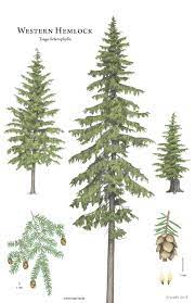 Introducing Vertical Grain Western Hemlock A Well Designed Economical Option For Modern Interior Wall A Tree Drawing Tree Illustration Tree Silhouette Tattoo