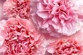 Pink Carnation Flowers Background Carnation Flower Flower Backgrounds Pink Carnations