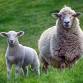 The Great Lakes Fiber Show