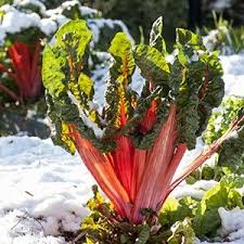 Epingle Sur Fruits Legumes
