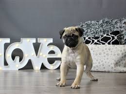 Find 178 pugs for sale on freeads pets uk. Pug Puppies Petland Carriage Place
