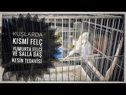 Kuslarda Kismi Felc Yumurta Felci Ve Salla Bas Kesin Tedavisi Youtube