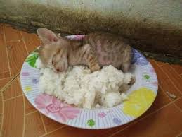 Kediler Pilav Yer Mi Kedi Beslenmesinde Pilavin Yeri Miyavliyo