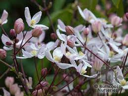 We did not find results for: Clematis Armandii Apple Blossom From Burncoose Nurseries