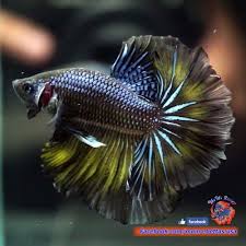 Live Betta Fish Male Black Knight Rosetail Haflmoon Hm 130 Betta Fish Betta Fish