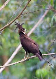 1.16mb, black hornbill bird with red beak picture with tags: 18 Birds Of Uganda Birding In The Pearl Of Africa 8 Top Birding Sites Storyteller Travel