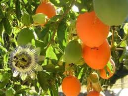 Passion Fruit Mburukuya The Flower Is The National Flower Of Paraguay Fruit Flowers Fruit Trees