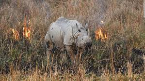 Extinction Threatens One Million Species Because Of Humans Warns Un Report Cnn Extinction Animals Of The World Species