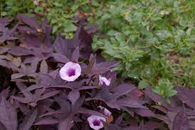 We did not find results for: Garden Bloggers Bloom Day Purple Sweet Potato Vine Purple Flowers Garden Potato Vine