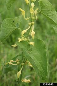 Image result for Aristolochiaceae