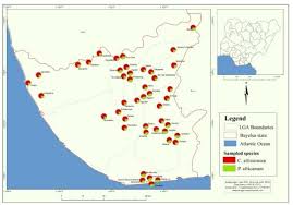 Image result for Cathormion altissimum