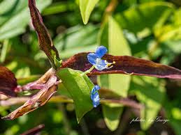 Image result for Commelinaceae