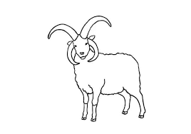 How To Draw A Jacob Sheep Step By Step Easy Animals 2 Draw How to draw a sheep easy and step by step. how to draw a jacob sheep step by step