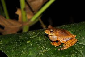 Species New To Science Herpetology 2018 Boana Icamiaba Phylogeny Of Map Tree Frogs Boana Semilineata Species Group Anura Frog Species Frog Tree Frogs